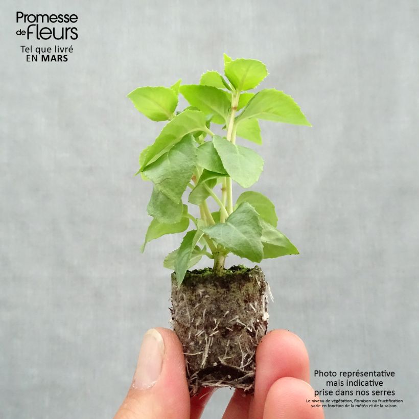 Example of Fuchsia Annabel (Annabelle) Mini-motte Ø 3/4 cm as you get in printemps