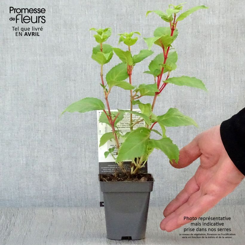 Example of Fuchsia Annabel (Annabelle) Godet de 8/9 cm as you get in printemps