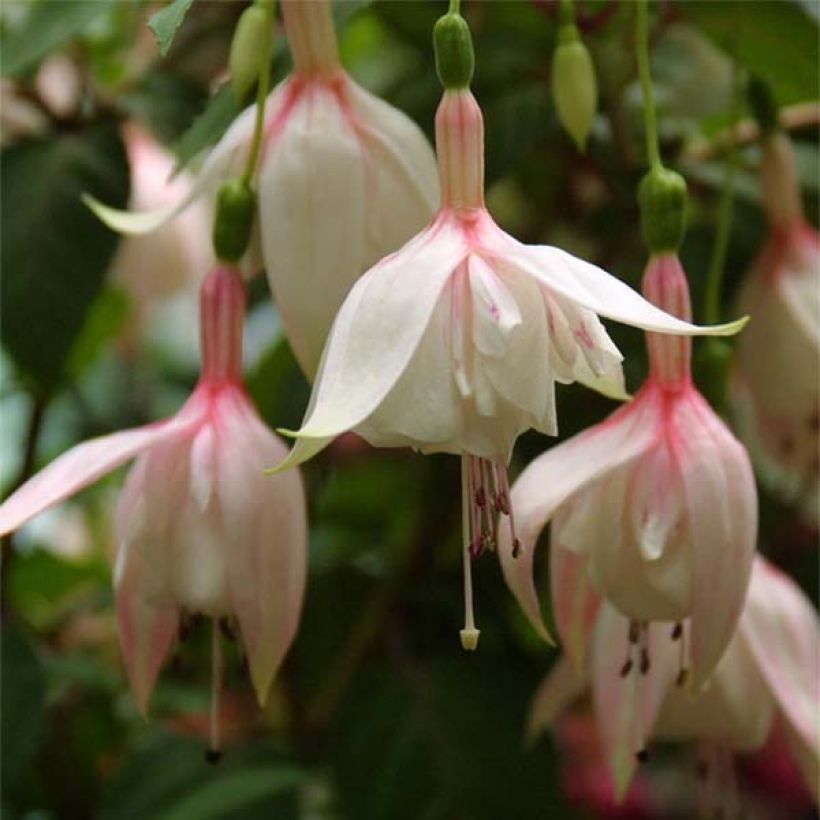 Fuchsia Annabel (Annabelle) (Flowering)