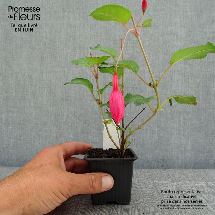 Example of Fuchsia Beacon Rosa Godet de 8/9 cm as you get in printemps