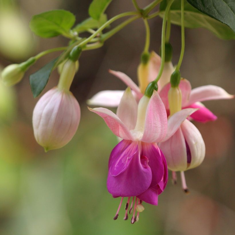 Fuchsia retombant Bella Rosella  (Flowering)