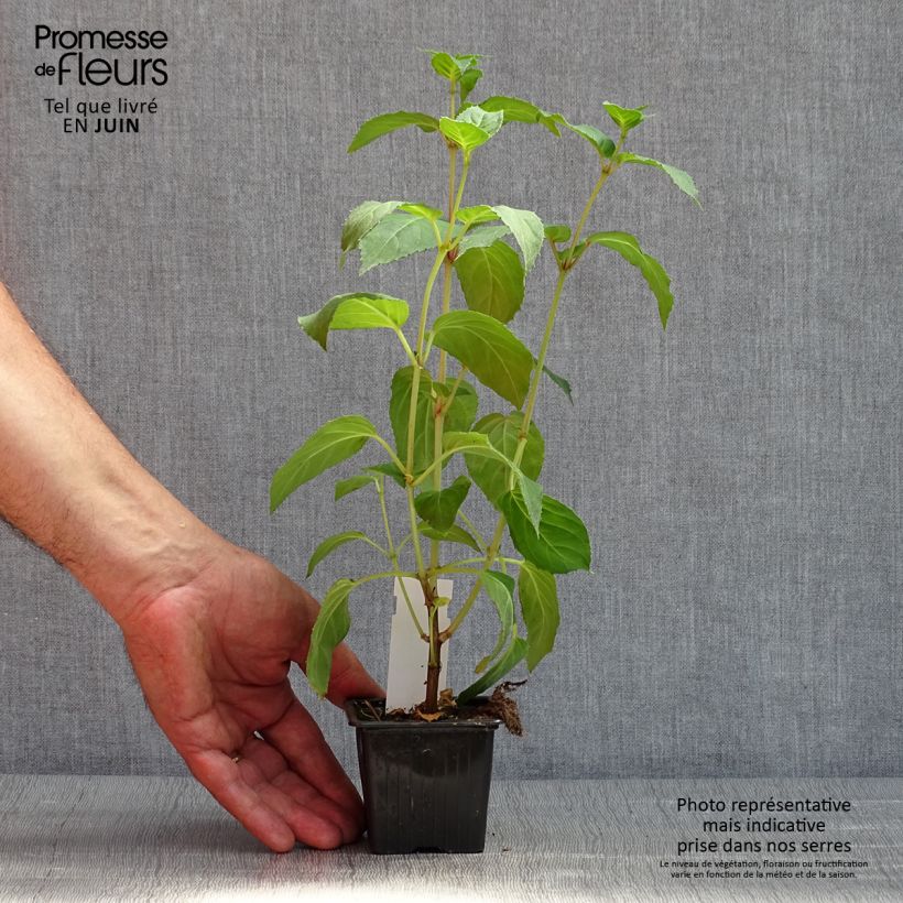 Example of Fuchsia Celia Smedley Godet de 8/9 cm as you get in printemps