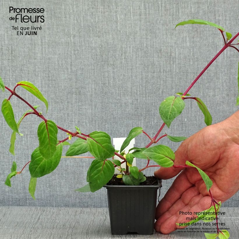 Example of Fuchsia Chantilly Godet de 8/9 cm as you get in printemps