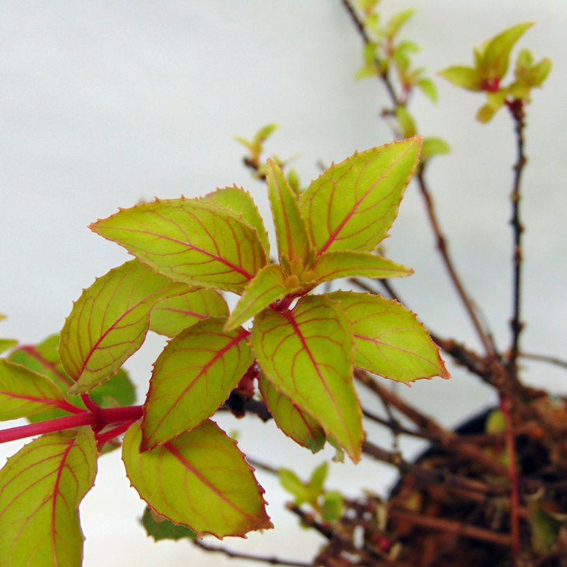Fuchsia Genii  (Foliage)