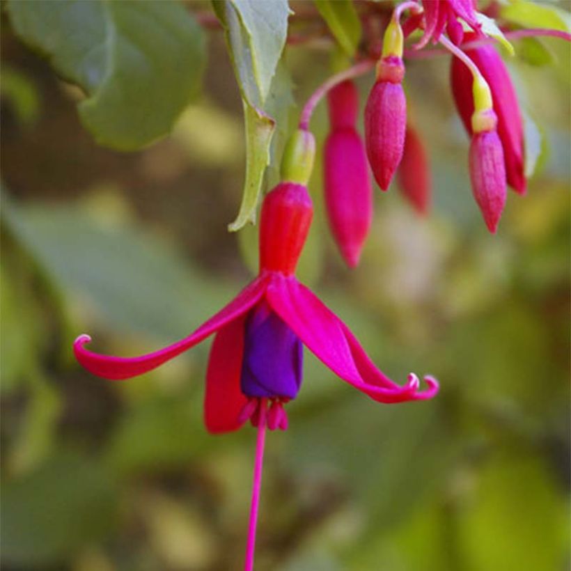 Fuchsia Genii  (Flowering)