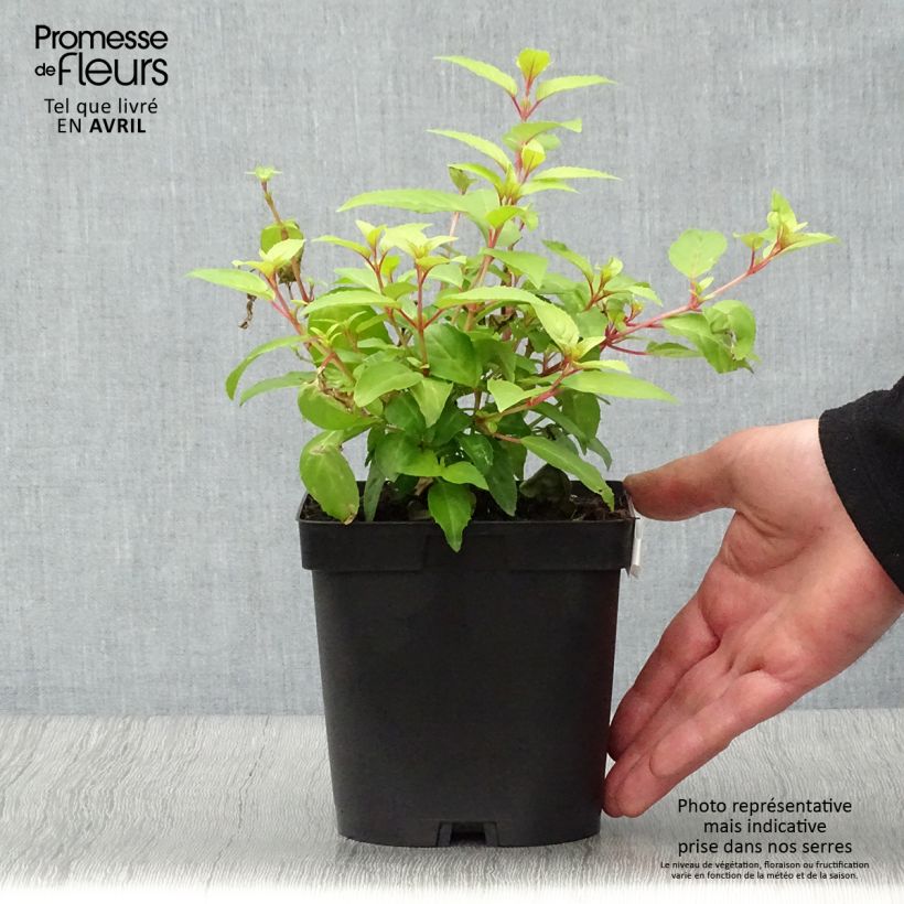 Example of Fuchsia Genii  Pot de 2L/3L as you get in printemps