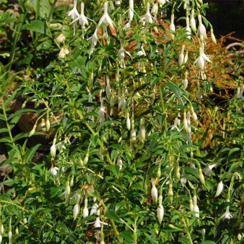 Fuchsia magellanica Hawkshead  (Plant habit)