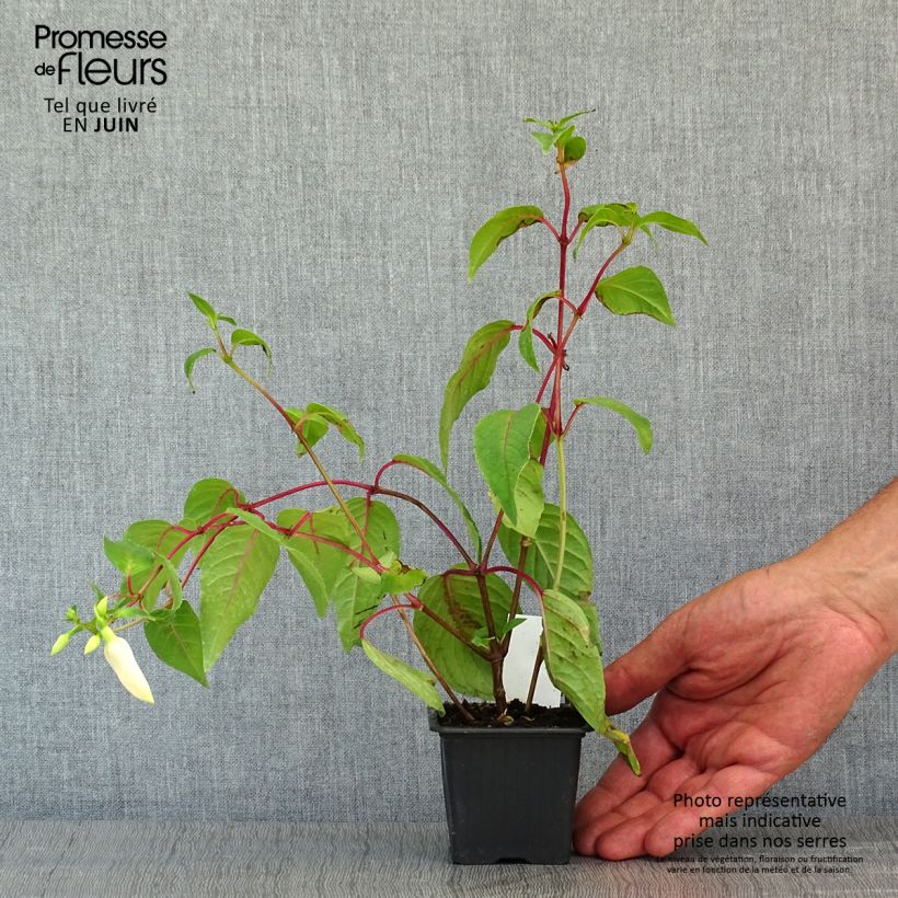 Example of Fuchsia Illusion Godet de 8/9 cm as you get in printemps