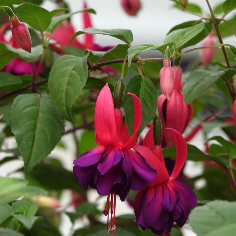 Fuchsia retombant Maori Maid (Floraison)