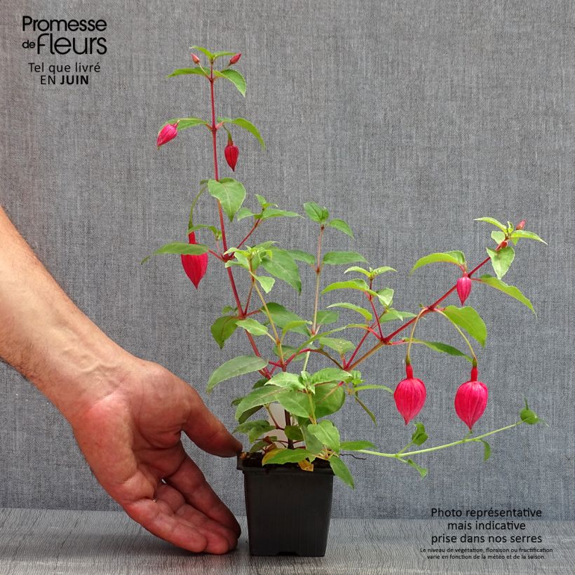 Example of Fuchsia R.A.F Godet de 8/9 cm as you get in printemps