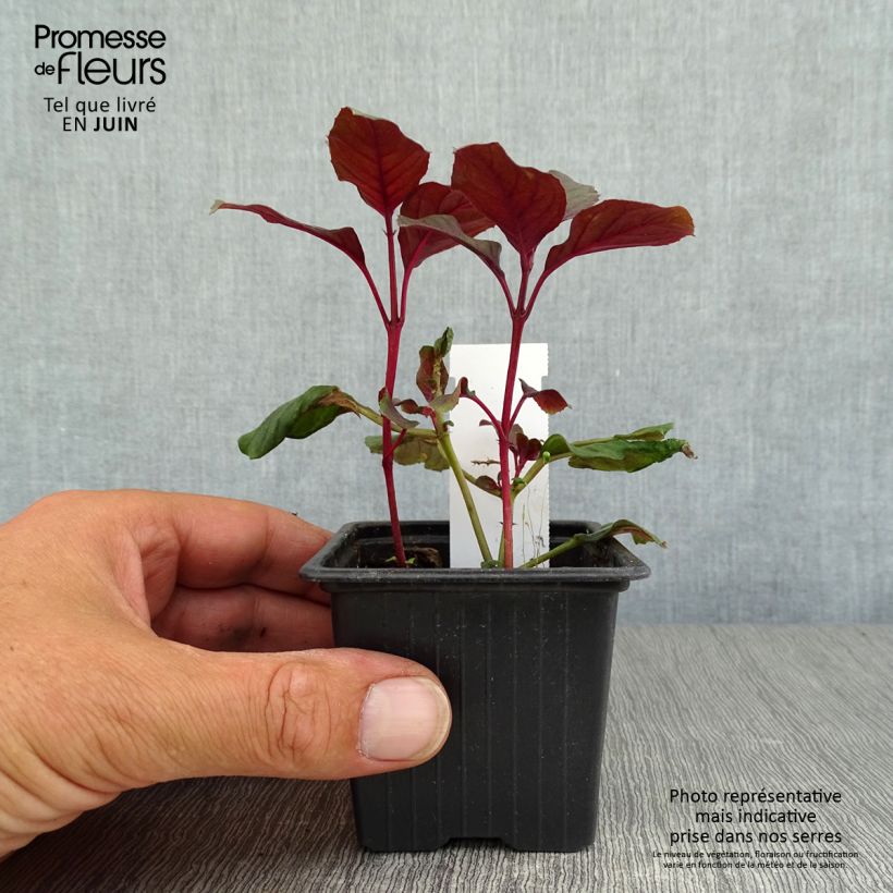 Spécimen de Fuchsia Ting a Ling Godet de 8/9 cm tel que livré en été