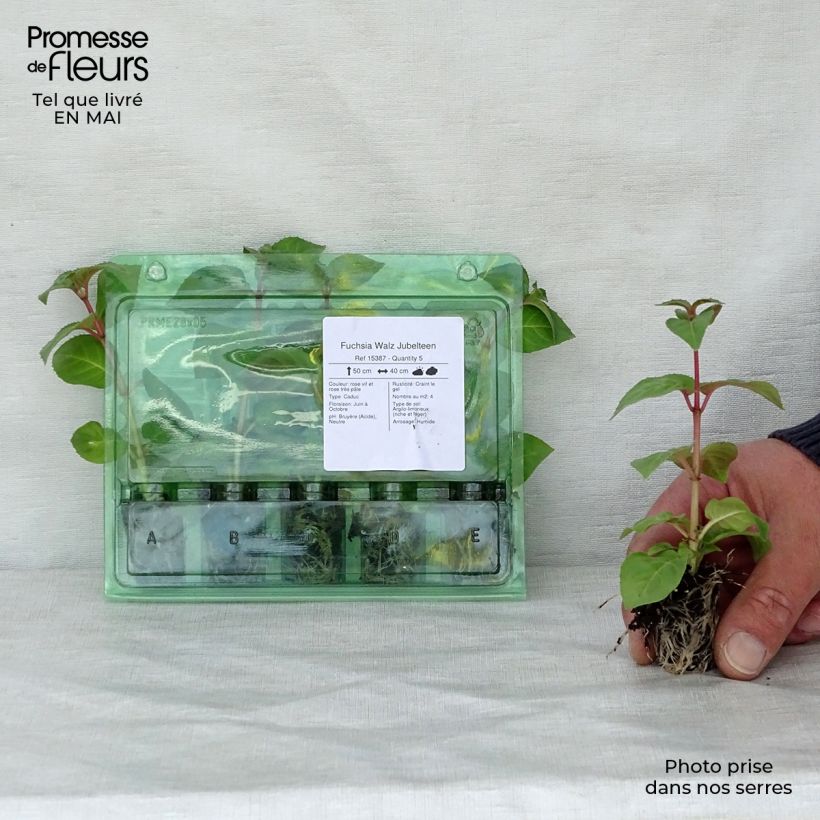 Example of Fuchsia Walz Jubelteen  Mini-motte Ø 1,5/2,5 cm as you get in printemps