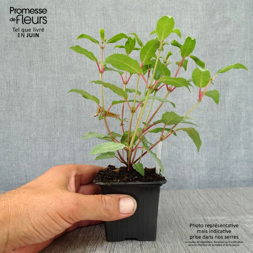 Spécimen de Fuchsia Winston Churchill Godet de 8/9 cm tel que livré en été