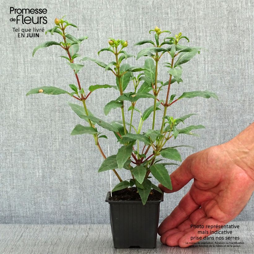Spécimen de Fuchsia Winston Churchill Godet de 8/9 cm tel que livré au printemps