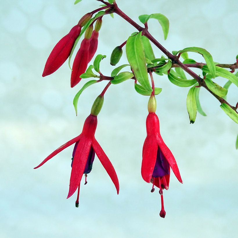 Fuchsia grimpant - Fuchsia Lady Boothby (Flowering)