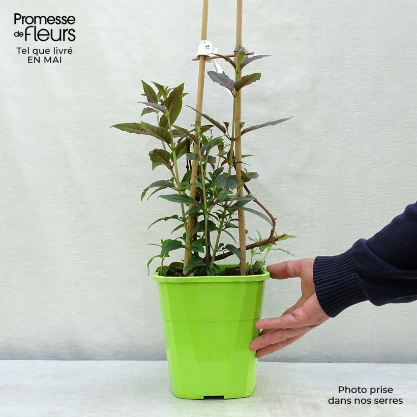 Example of Fuchsia grimpant - Fuchsia Lady Boothby Pot de 3L/4L as you get in printemps