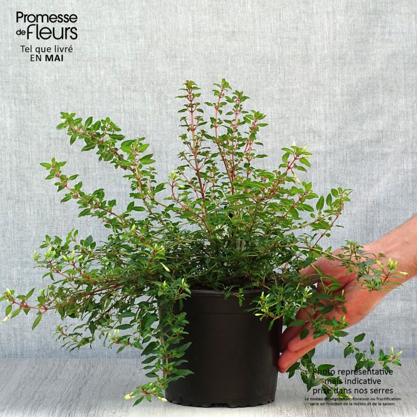 Example of Fuchsia magellanica Arauco Pot de 1,5L/2L as you get in printemps