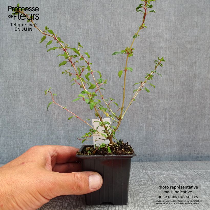 Example of Fuchsia magellanica Arauco Godet de 8/9 cm as you get in printemps
