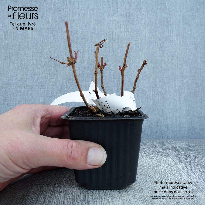 Example of Fuchsia magellanica Godet de 8/9 cm as you get in printemps