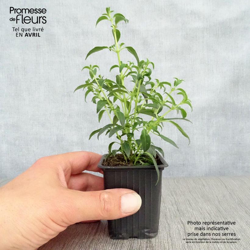 Example of Fuchsia magellanica Hawkshead  Godet de 7/8 cm as you get in printemps