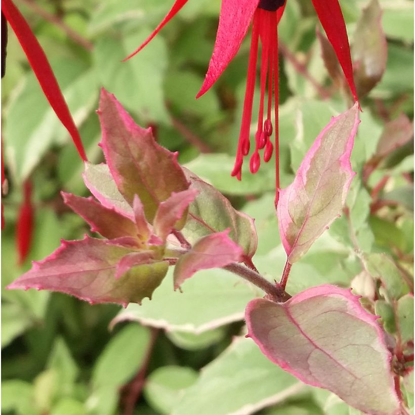 Fuchsia magellanica Tricolorii (Feuillage)