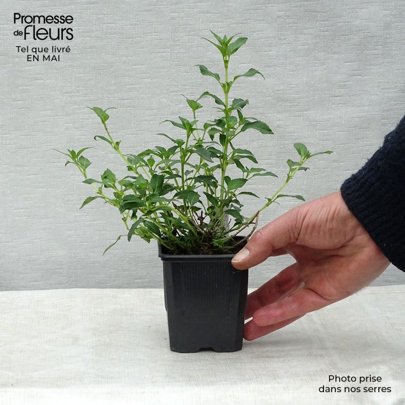 Example of Fuchsia magellanica var. molinae Godet de 8/9 cm as you get in printemps