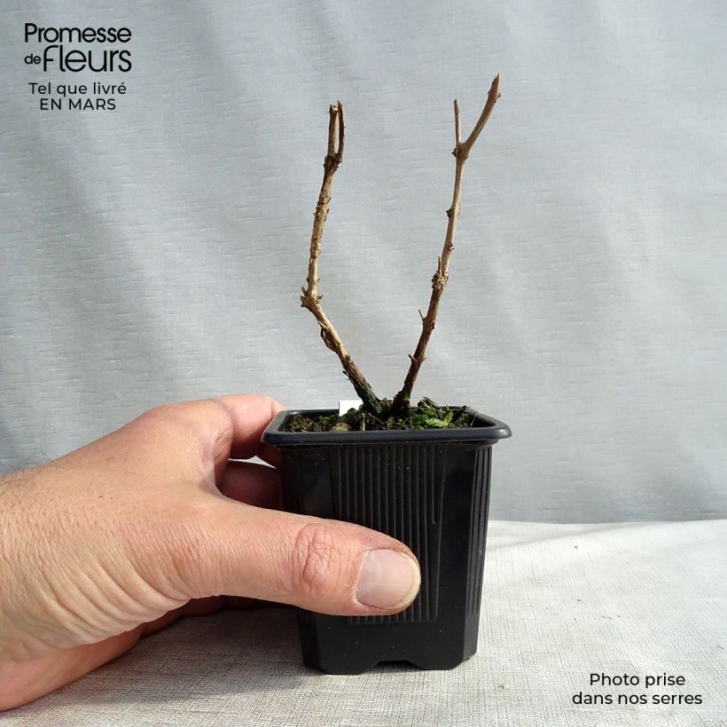 Spécimen de Fuchsia magellanica var. gracilis Godet de 8/9 cm tel que livré au printemps