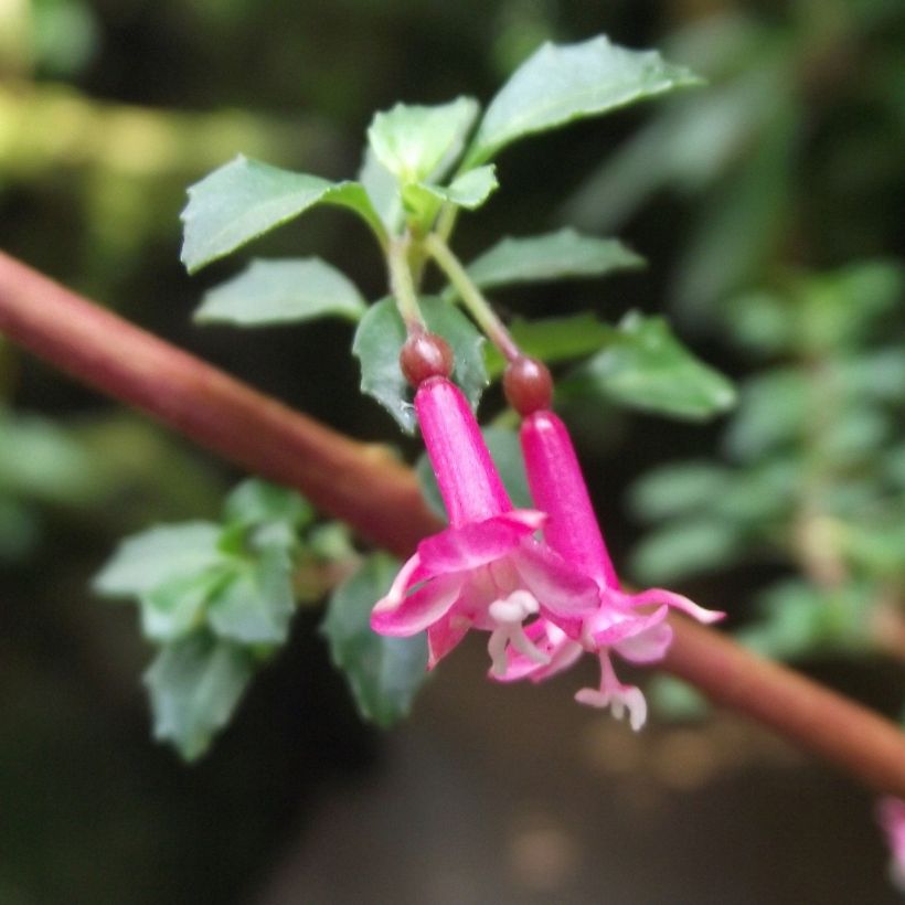 Fuchsia microphylla ssp. microphylla (Flowering)