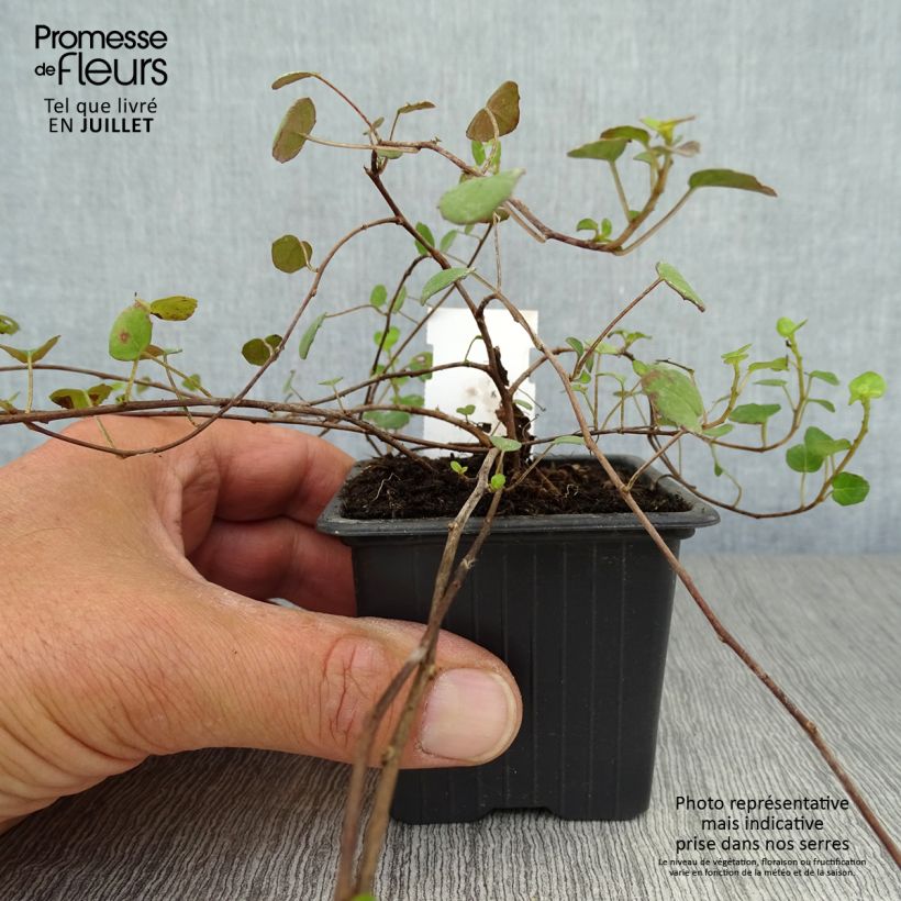 Spécimen de Fuchsia procumbens Godet de 8/9 cm tel que livré en été