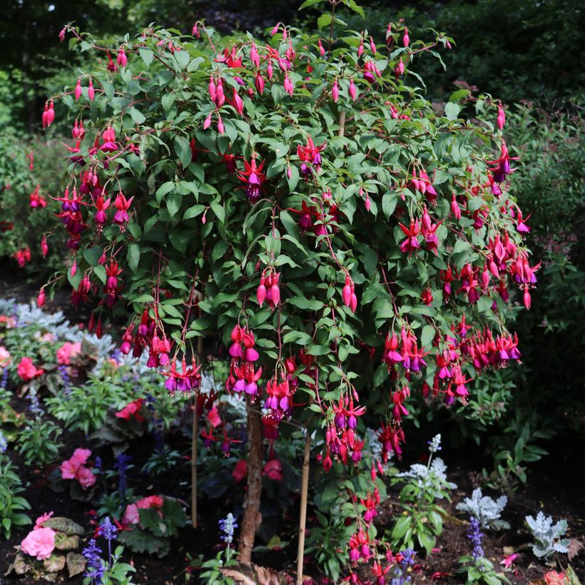 Fuchsia regia Regal (Plant habit)
