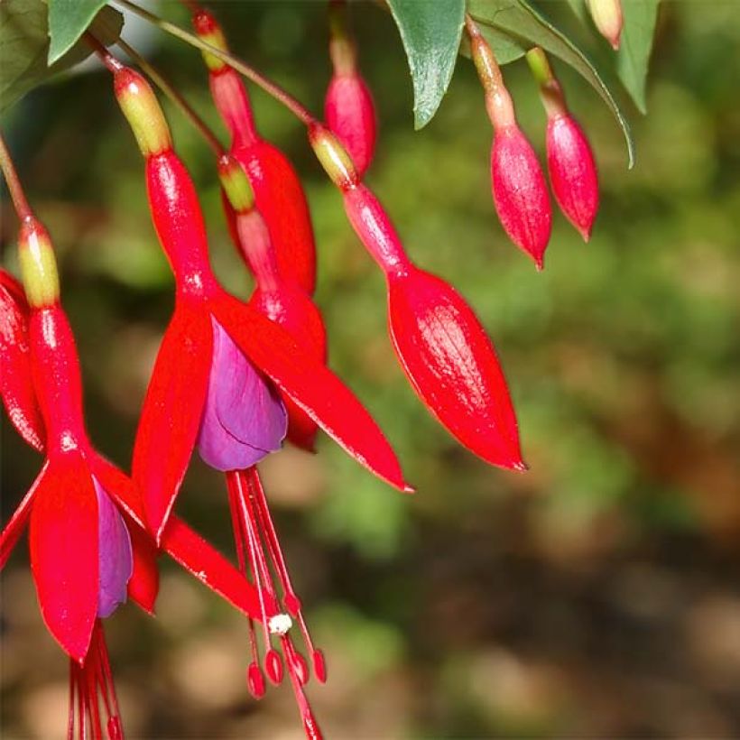 Fuchsia regia Reitzii - Fuchsia royal (Flowering)