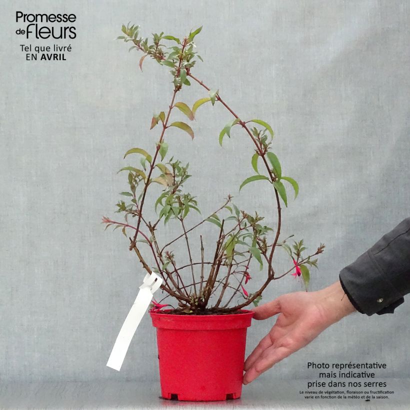 Example of Fuchsia regia Reitzii - Fuchsia royal Pot de 2L/3L as you get in printemps