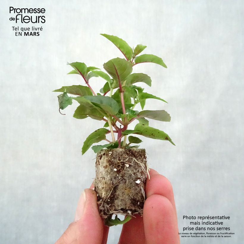 Example of Fuchsia retombant Bella Laura Mini-motte Ø 3/4 cm as you get in printemps