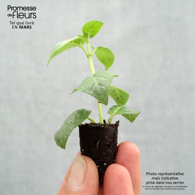 Example of Fuchsia retombant Bella Rosella  Mini-motte Ø 1,5/2,5 cm, Plant vert de 5 à 10 cm de haut as you get in printemps