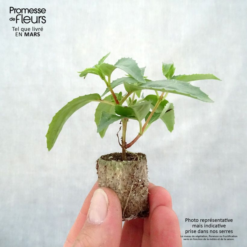 Example of Fuchsia retombant Blue Angel Mini-motte Ø 3/4 cm as you get in printemps