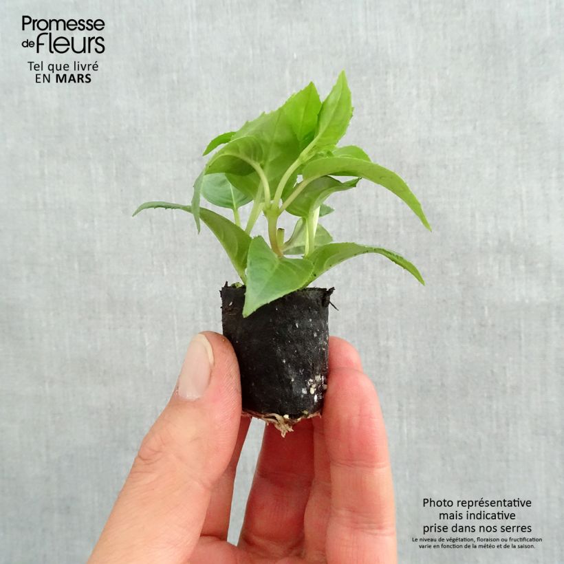 Spécimen de Fuchsia retombant Pink Galore Mini-motte Ø 1,5/2,5 cm, Plant vert de 5 à 10 cm de haut tel que livré au printemps