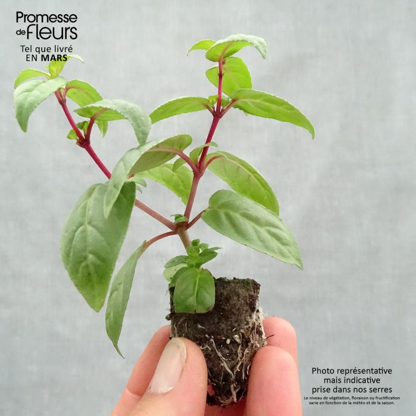 Spécimen de Fuchsia retombant Rohees New Millenium  Mini-motte Ø 3/4 cm, Plant vert de 5 à 10 cm de haut tel que livré au printemps