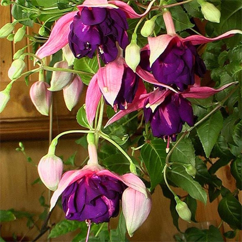 Fuchsia retombant Royal Mosaïc (Flowering)