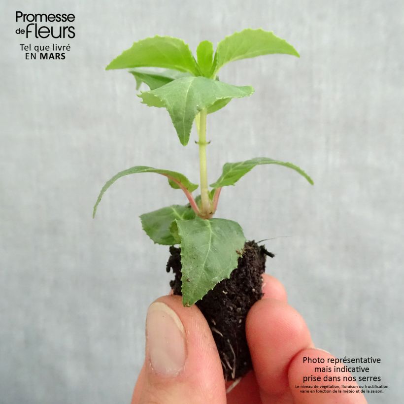 Example of Fuchsia retombant Royal Mosaïc Mini-motte Ø 1,5/2,5 cm, Plant vert de 5 à 10 cm de haut as you get in printemps