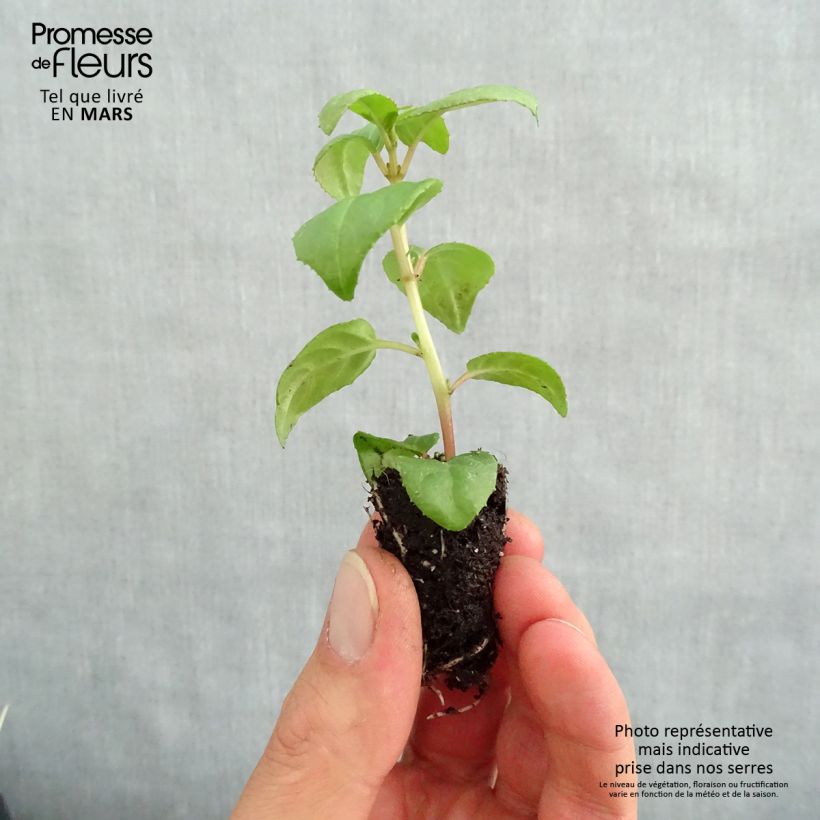 Example of Fuchsia retombant Sir Matt Busby Mini-motte Ø 1,5/2,5 cm, Plant vert de 5 à 10 cm de haut as you get in printemps