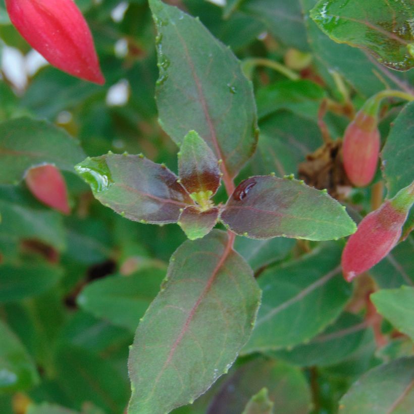 Fuchsia rustique Alice Hoffman (Foliage)