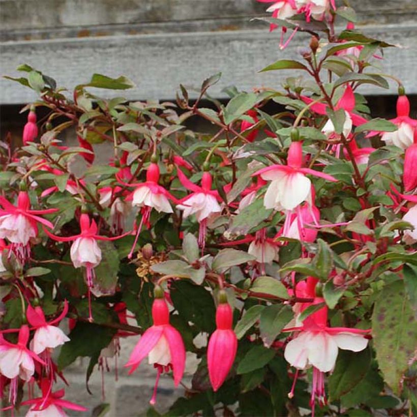 Fuchsia rustique Alice Hoffman (Flowering)