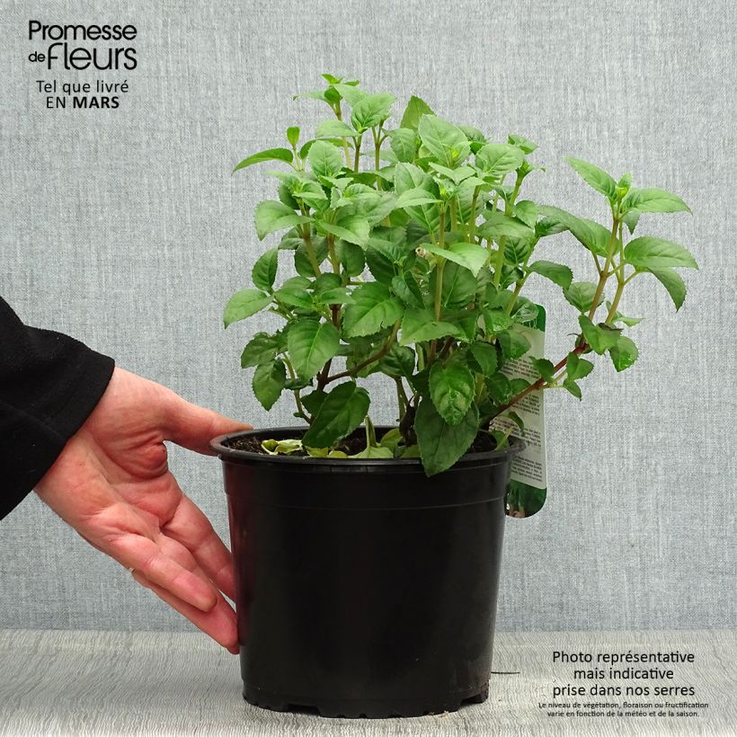 Example of Fuchsia rustique Constance Pot de 2L/3L as you get in printemps