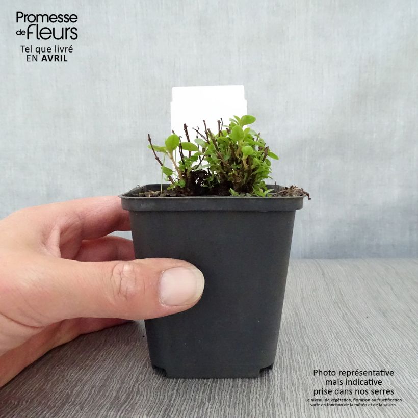 Spécimen de Fuchsia rustique Lady Thumb Godet de 8/9 cm tel que livré au printemps