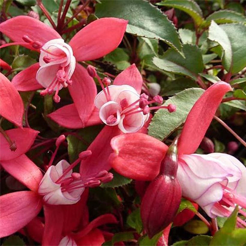 Fuchsia rustique Mme Cornelissen (Flowering)