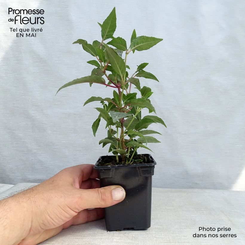 Example of Fuchsia rustique Mme Cornelissen Godet de 7/8 cm as you get in printemps