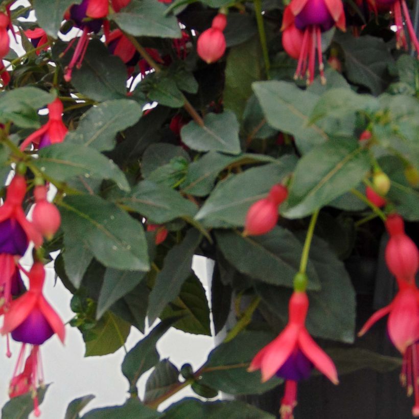 Fuchsia rustique Mrs Popple (Foliage)