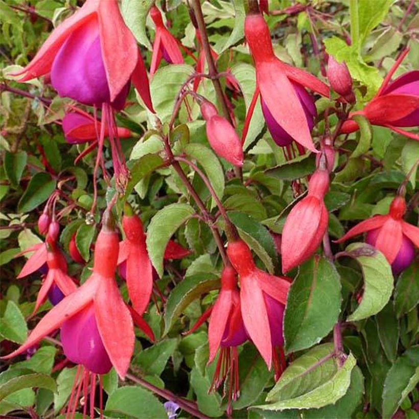 Fuchsia rustique Mrs Popple (Flowering)