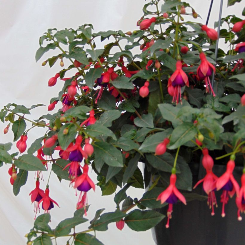 Fuchsia rustique Mrs Popple (Plant habit)