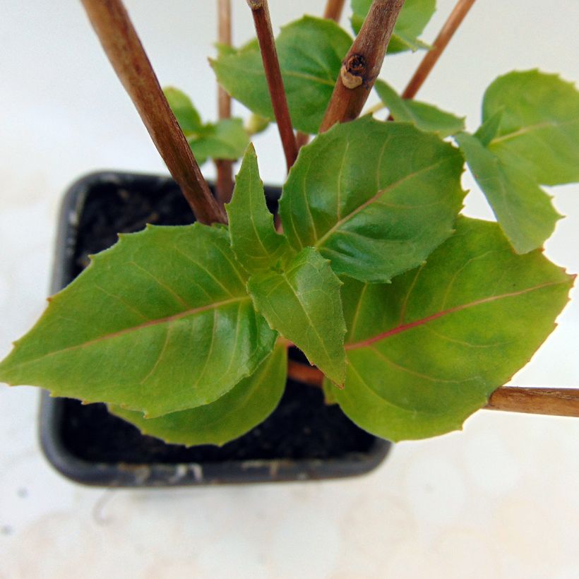 Fuchsia rustique Princess Dollar (Foliage)
